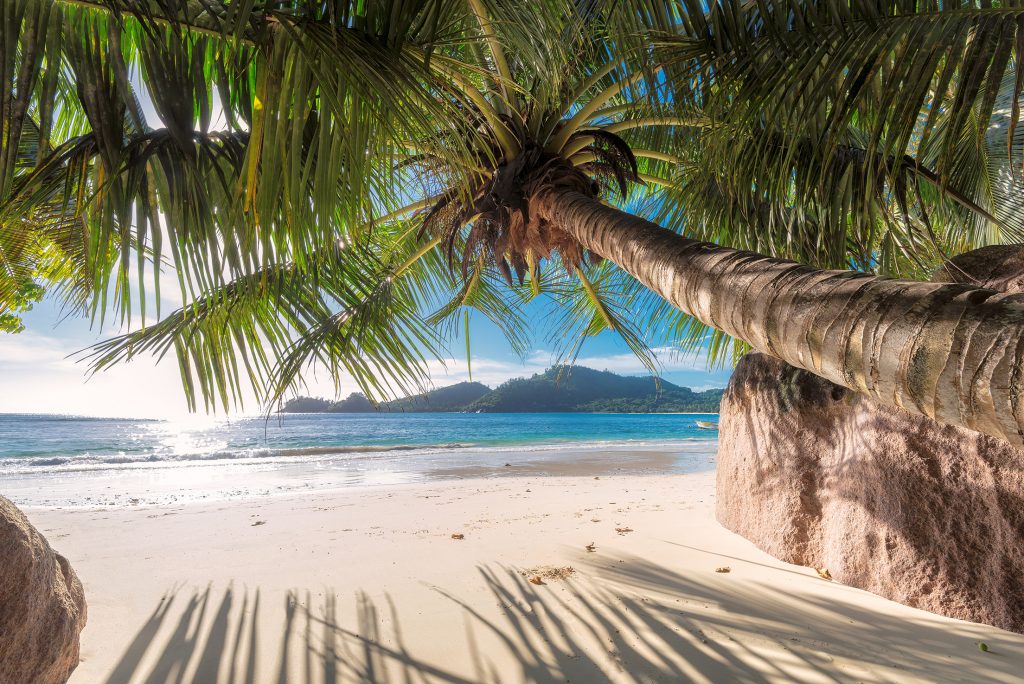 Tropical beach with palm trees