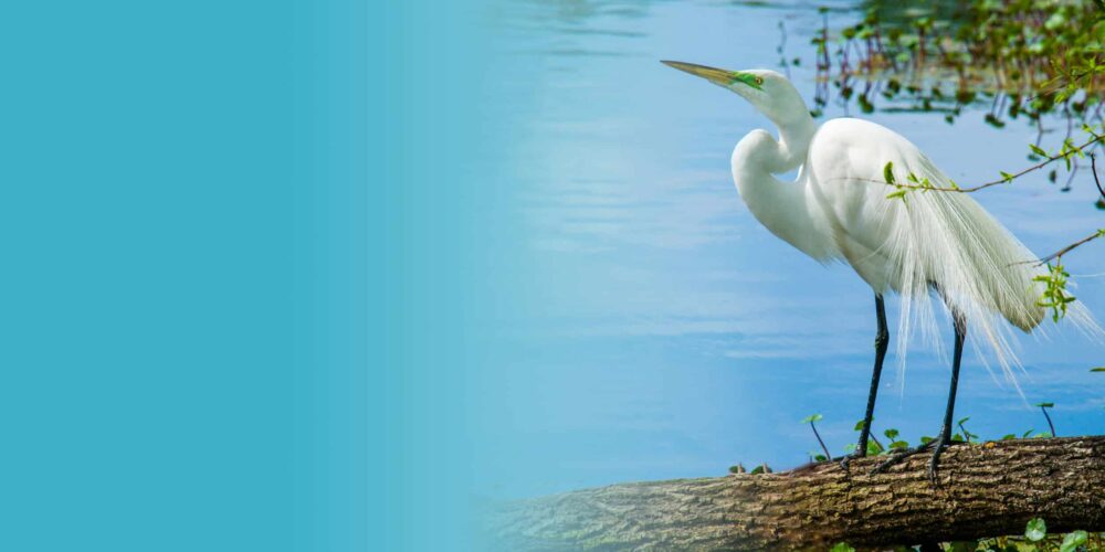 Full Width Background Image