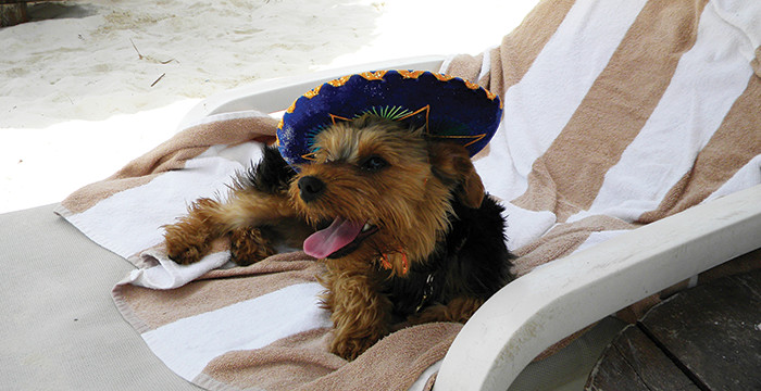 graebel dog Chivu